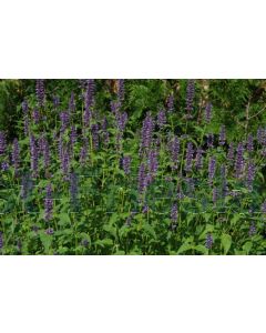 Agastache 'Black Adder' P9 / 24 per kist