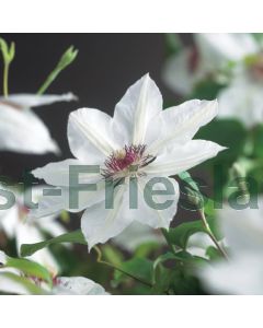 Clematis 'Miss Bateman' 75 cm C2