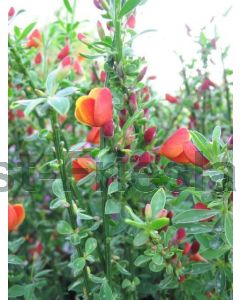 Cytisus 'Lena' C3