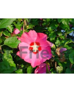 Hibiscus syr. 'Woodbridge' 80-100 cm kluit