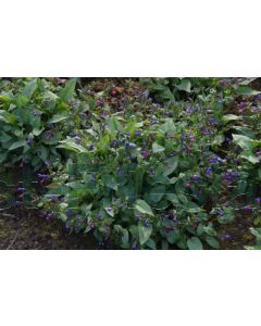 Pulmonaria 'Majeste' P9 / 24 per kist