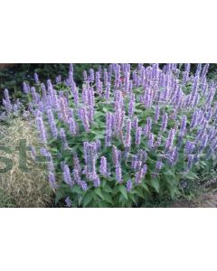 Agastache 'Blue Fortune' P9 / 24 per kist