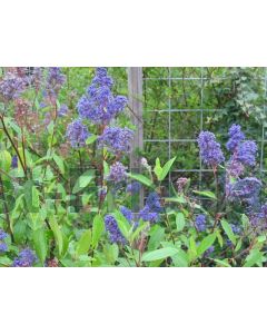 Ceanothus del. 'Henri Défossé' C2