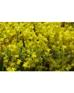 Sedum acre P9 / 24 per kist