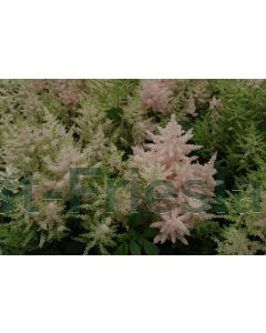 Astilbe (J) 'Europa' C2