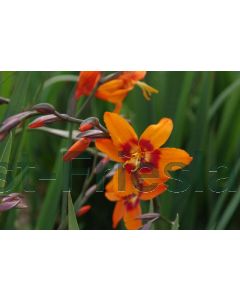 Crocosmia 'Emily McKenzie' P9 / 24 per kist