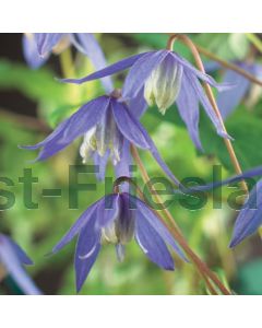 Clematis alpina 75 cm C2