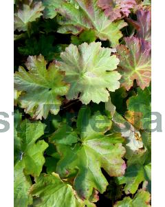 Darmera peltata P9 / 24 per kist