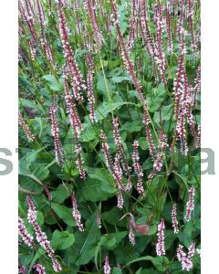 Persicaria ampl. 'Rosea' P9 / 24 per kist