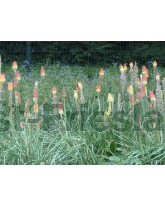 Kniphofia uvaria P9 / 24 per kist