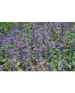 Nepeta faass. 'Superba' P9 / 24 per kist