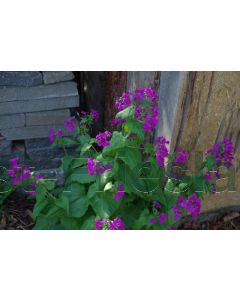 Lunaria annua P9 / 24 per kist