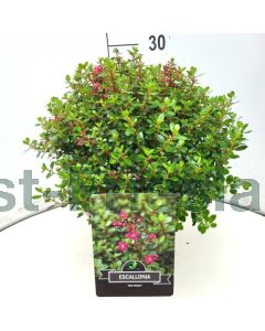 Escallonia 'Red Dream' 30-40 cm C10