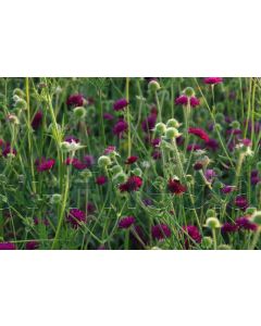 Knautia macedonica P9 / 24 per kist