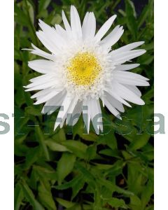 Leucanthemum (S) 'Wirral Supreme' P9 / 24 per kist