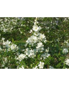 Exochorda racemosa 50-60 cm C3