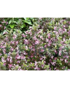 Weigela florida 'Nana Purpurea' 30-40 kw 2-3 tak bos á 25 stuks