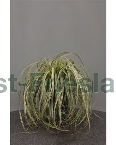 Carex 'Feather Falls' C5