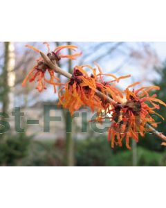 Hamamelis int. 'Orange Beauty' 100-125 cm C20