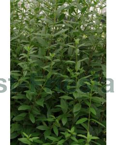 Ligustrum vulg. 'Atrovirens' 40-60 cm kw 2-3 tak, bos á 25 stuks