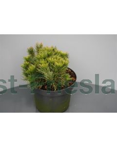 Pinus mugo 'Mugo' 30-40 cm C5