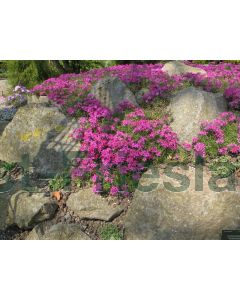 Phlox (S) 'Temiskaming' P9 / 24 per kist