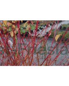 Cornus s, 'Midwinter Fire' C3