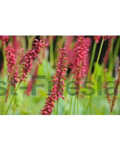 Persicaria ampl. 'J.S.Caliente' P9 / 24 per kist