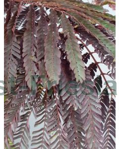 Albizia jul.'Summer Chocolate' 250-300 cm C75 Meerstam