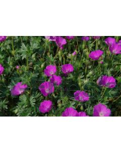 Geranium sang. 'Max Frei' P9 / 24 per kist