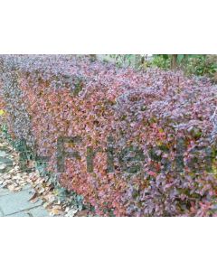 Berberis thunb. 'Atropurpurea' 30-40 kw 2-tak bos á 25 stuks