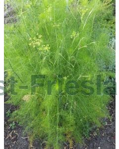 Foeniculum vulgare P9 / 24 per kist