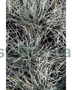 Festuca glauca 'Elijah Blue' P9 / 24 per kist