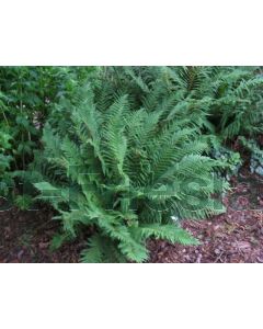 Polystichum setiferum C2