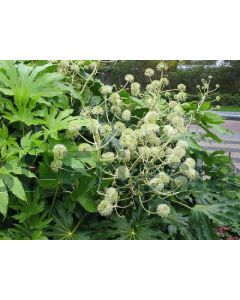 Fatsia japonica 30-40 cm C2