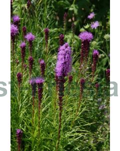 Liatris spicata P9 / 24 per kist