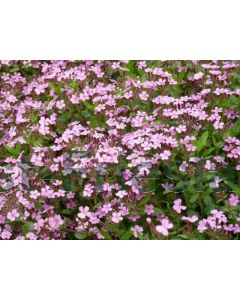 Saponaria ocymoides P9 / 24 per kist