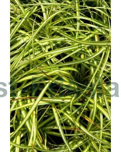 Carex osh. 'Evergold'® P9 / 24 per kist