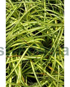 Carex osh. 'Evergold'® C2