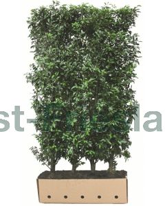 Prunus l. 'Angustifolia' kluit b100 cm x h200 cm haagelement