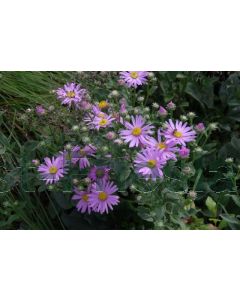 Aster amellus 'Rosa Erfüllung' P9 / 24 per kist