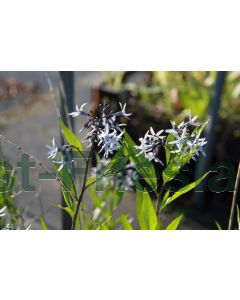 Amsonia 'Blue Ice' C2