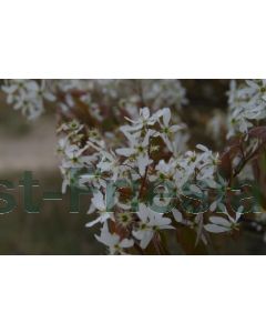 Amelanchier lamarckii C6.5