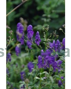 Aconitum henryi 'Spark's Variety' P9 / 24 per kist