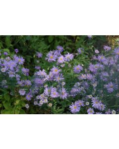 Aster thomsonii P9 / 24 per kist