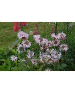 Monarda bradburiana P9 / 24 per kist