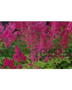 Astilbe (J) 'Red Sentinel' P9 / 24 per kist