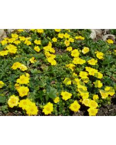 Potentilla aurea P9 / 24 per kist