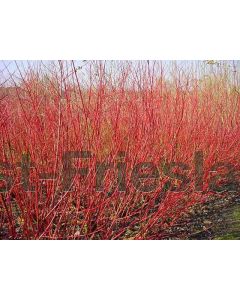 Cornus alba 'Sibirica' 60-80 cm C6.5