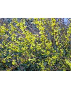 Forsythia int. Week-End 60-80 cm C5